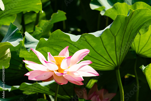 Beautiful image of an Indian Lotus. The pink petals of the flower stretching up to the sun. The darker edges standing out against the lighter. Large green leaves are all around like pads. photo