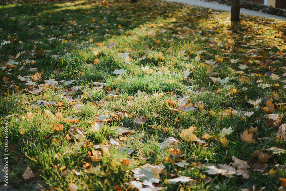 Obraz premium multi-colored maple leaves close-up on a background of green grass in autumn weather with sun rays