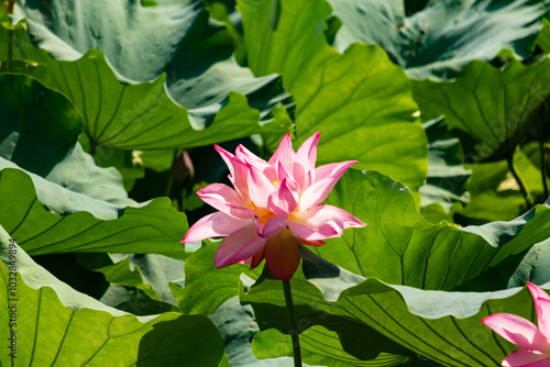 Beautiful image of an Indian Lotus. The pink petals of the flower stretching up to the sun. The darker edges standing out against the lighter. Large green leaves are all around like pads. photo