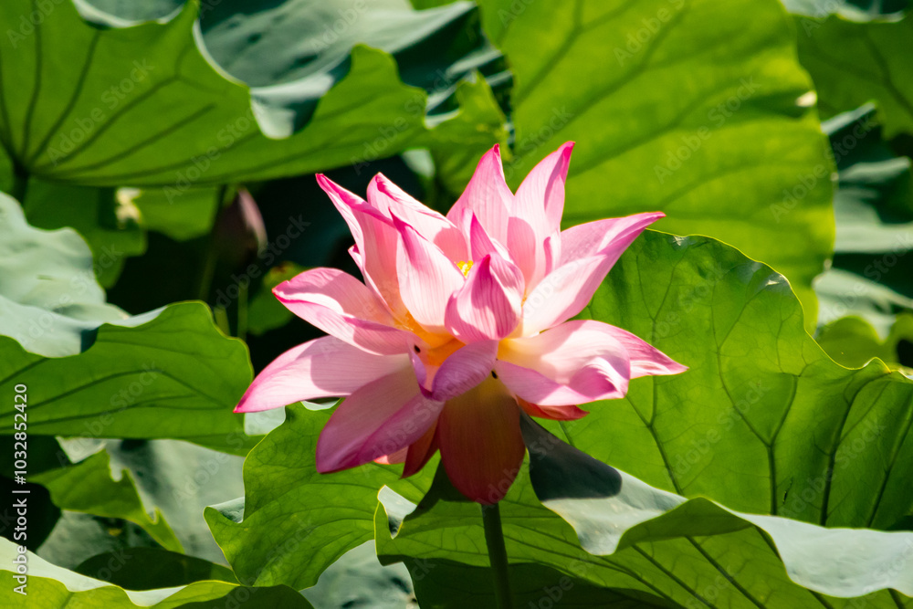Beautiful image of an Indian Lotus. The pink petals of the flower stretching up to the sun. The darker edges standing out against the lighter. Large green leaves are all around like pads. Beautiful image of an Indian Lotus. The pink petals of the flower stretching up to the sun. The darker edges standing out against the lighter. Large green leaves are all around like pads.