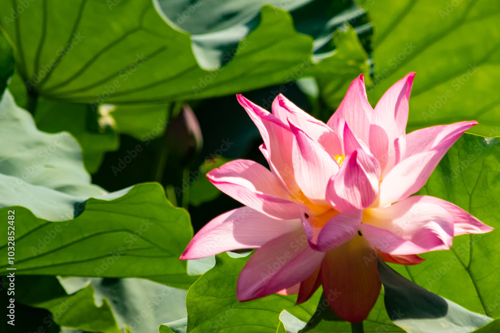 Beautiful image of an Indian Lotus. The pink petals of the flower stretching up to the sun. The darker edges standing out against the lighter. Large green leaves are all around like pads. Beautiful image of an Indian Lotus. The pink petals of the flower stretching up to the sun. The darker edges standing out against the lighter. Large green leaves are all around like pads.