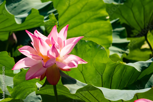 Beautiful image of an Indian Lotus. The pink petals of the flower stretching up to the sun. The darker edges standing out against the lighter. Large green leaves are all around like pads. photo