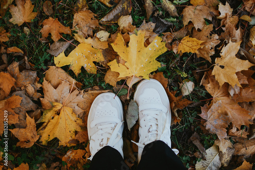 feet in sneakers close-up in the foliage of maple leaves in autumn in the park of the city of Tartu photo