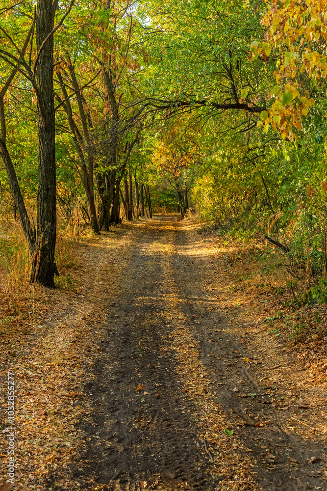 custom made wallpaper toronto digitalCountry road in deciduous forest with fallen trees on autumn day. Non-urban landscape of wooded countryside with fallen yellow leaves