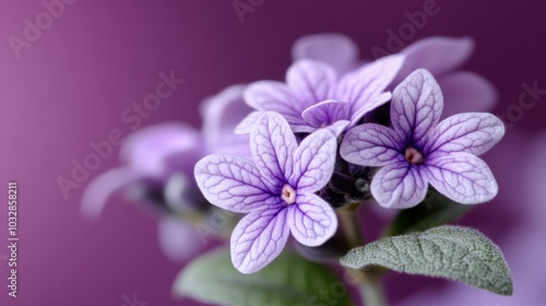 Purple Flower Blossom: A delicate cluster of purple flowers with intricate veins blooms against a soft purple background, creating a serene and graceful image.