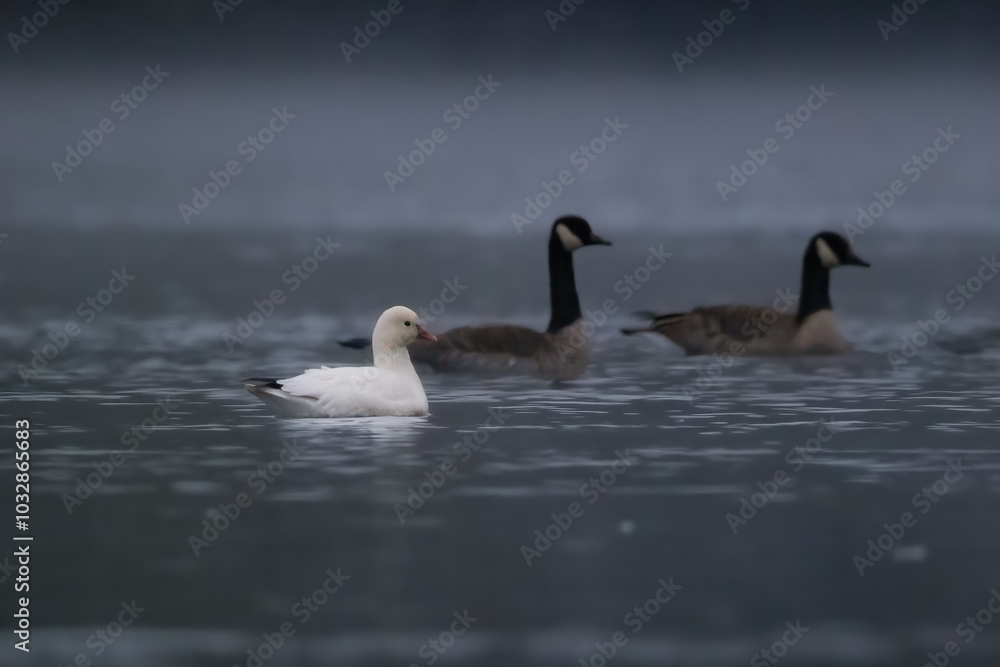 Fototapeta premium Ross's Goose in the early morning fog