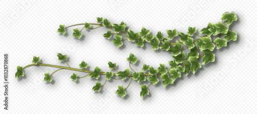 Ivy vine with lush green leaves. Hedera trailing branch isolated on a grey background. Vector illustration.
