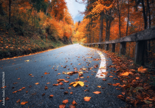 Road with fallen leaves in beautiful forest in golden autumn. Empty mountain road, trees with red and orange foliage in rain. Colorful landscape with wet road in woods in fall season. Transportation