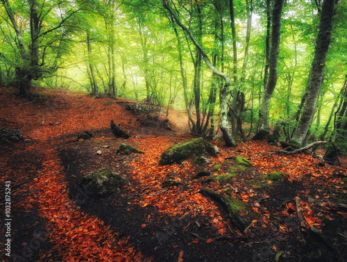 Autumn forest with trail in...