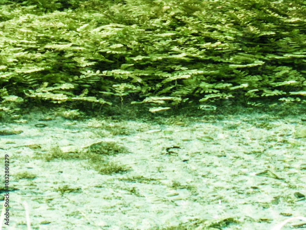 Waterplants under beautiful water of Black Drim's River springs. Waterplants under beautiful water of Black Drim's River springs.