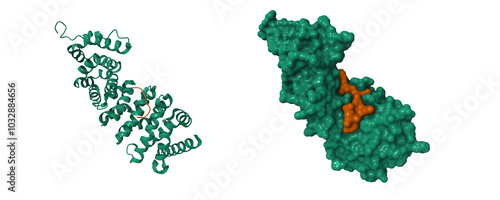 Billede på lærred Adenomatous polyposis coli protein (green) with inhibitor (brown)