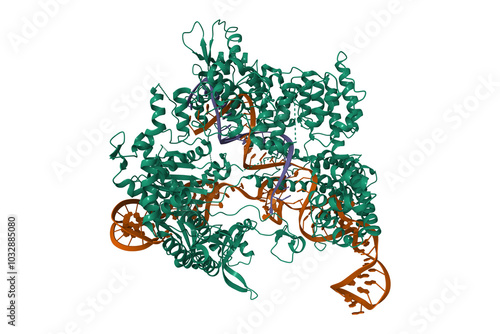 Crystal structure of Streptococcus pyogenes Cas9 in complex with guide RNA (brown) and target DNA (violet). 3D cartoon model, PDB 4oo8 photo