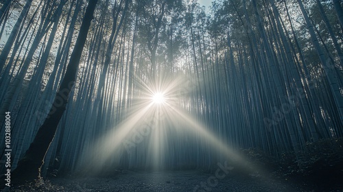 Sunlight beams through a dense forest, creating a magical, ethereal atmosphere.