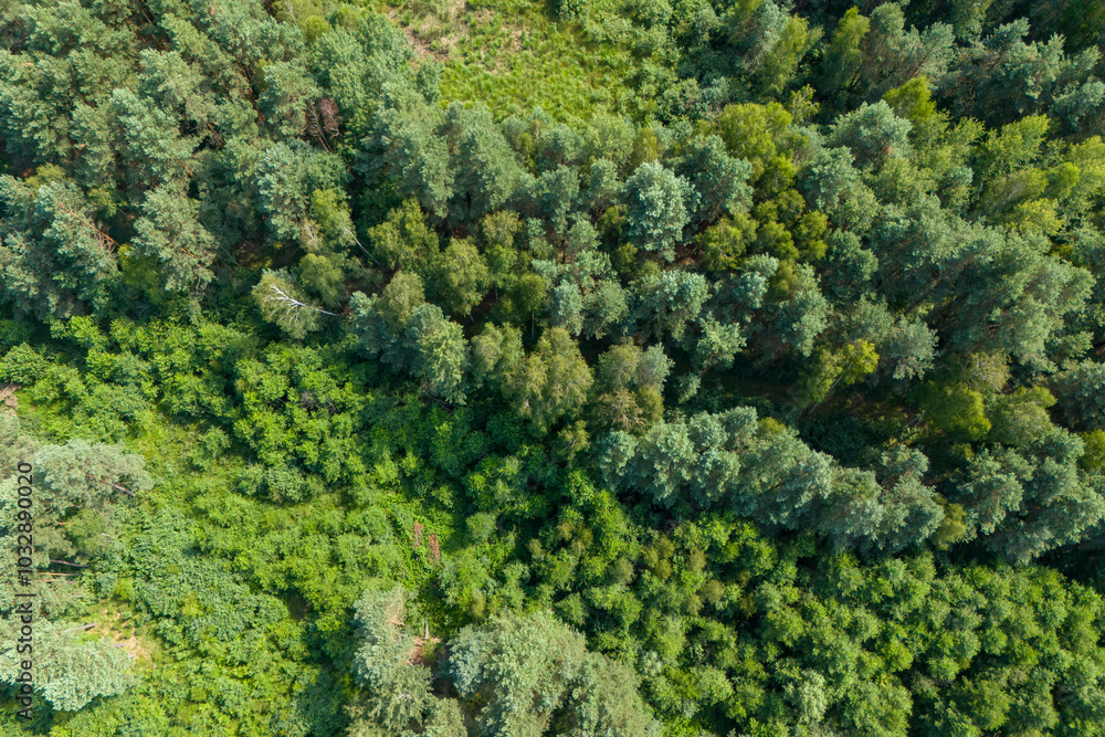 Aerial view of lush green forest showcasing a variety of trees and undergrowth, highlighting nature's beauty and diversity. Aerial view of lush green forest showcasing a variety of trees and undergrowth, highlighting nature's beauty and diversity.