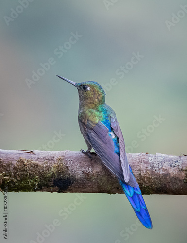 Aglaiocercus coelestis - violet-tailed sylph photo