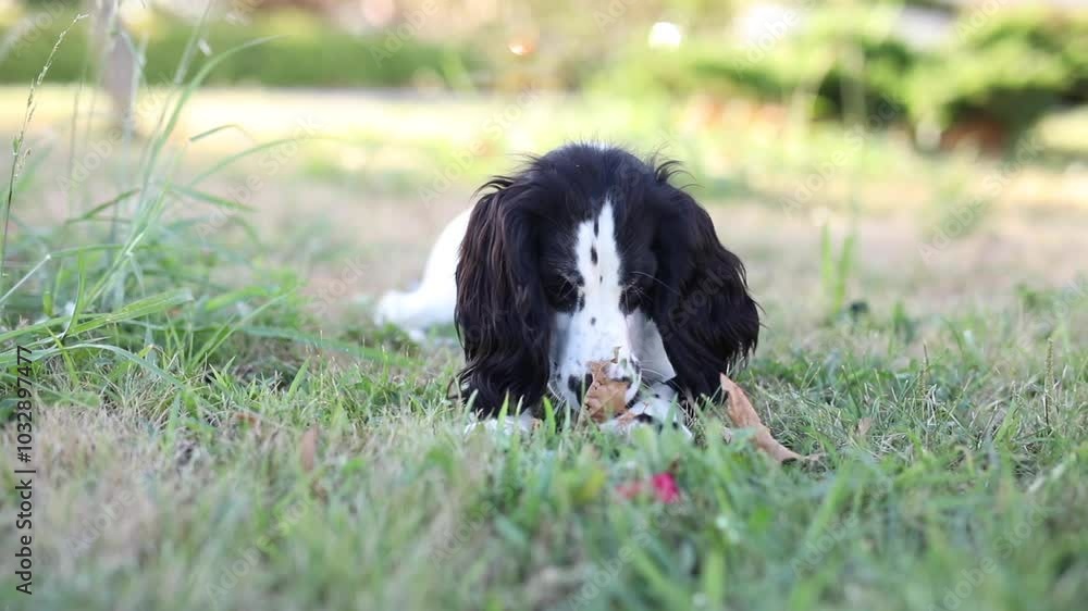 A white spaniel with black ears is running and playing on a green lawn in the village A white spaniel with black ears is running and playing on a green lawn in the village