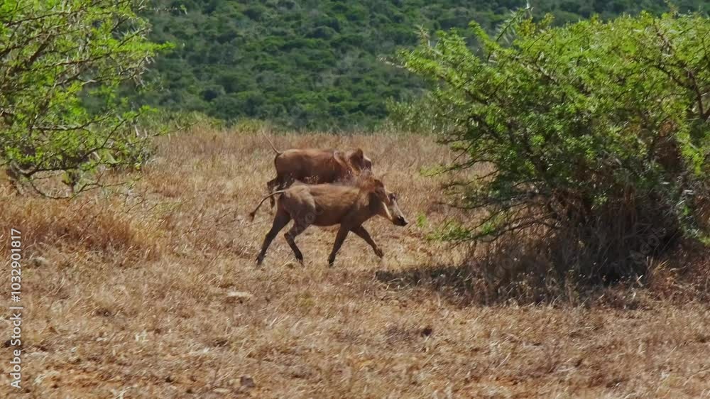 A group of wild boars running during the hot scorching sun. The wildlife in the Addo Elephants National Park in Africa during the daytime A group of wild boars running during the hot scorching sun. The wildlife in the Addo Elephants National Park in Africa during the daytime