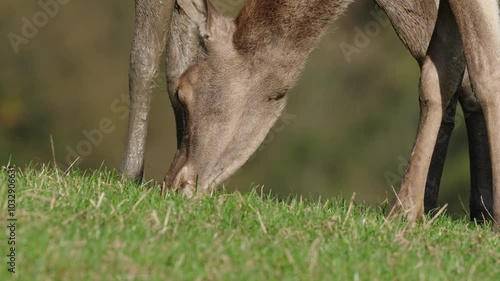 European red deer rutting season in nature