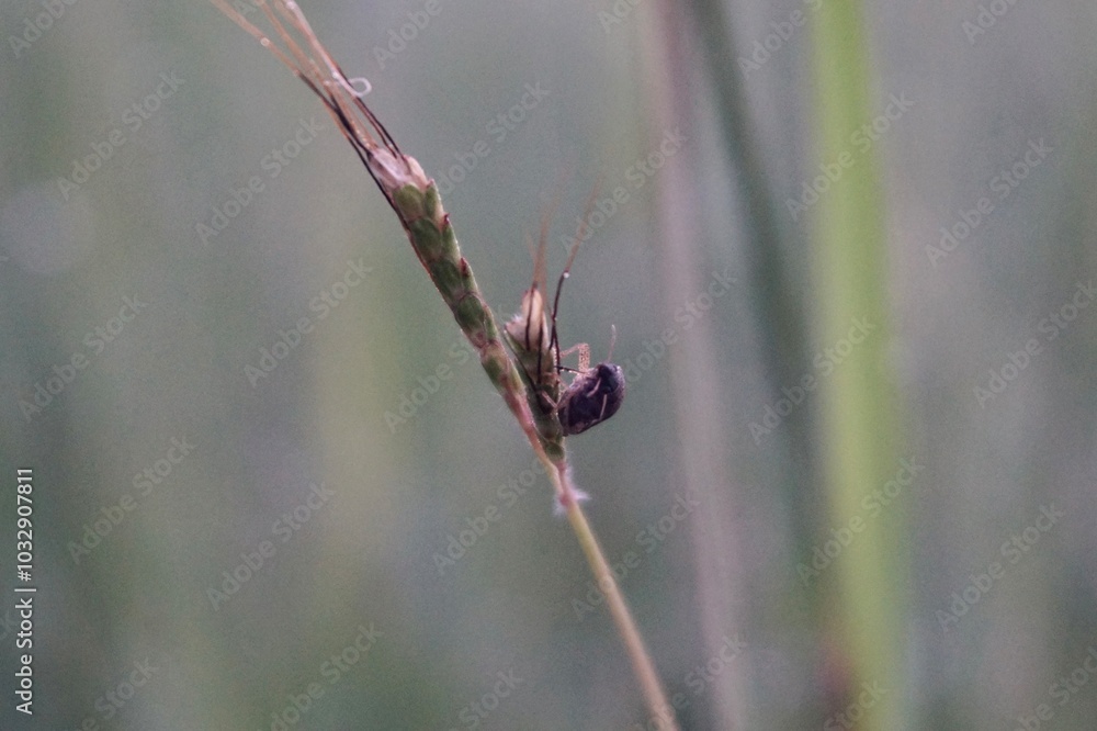 photo of insects perched on grass stems photo of insects perched on grass stems