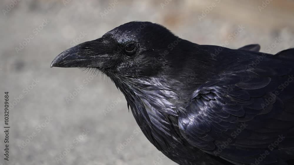 Raven up close as feathers blow in the wind in slow motion. Raven up close as feathers blow in the wind in slow motion.