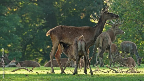 European red deer rutting season in nature