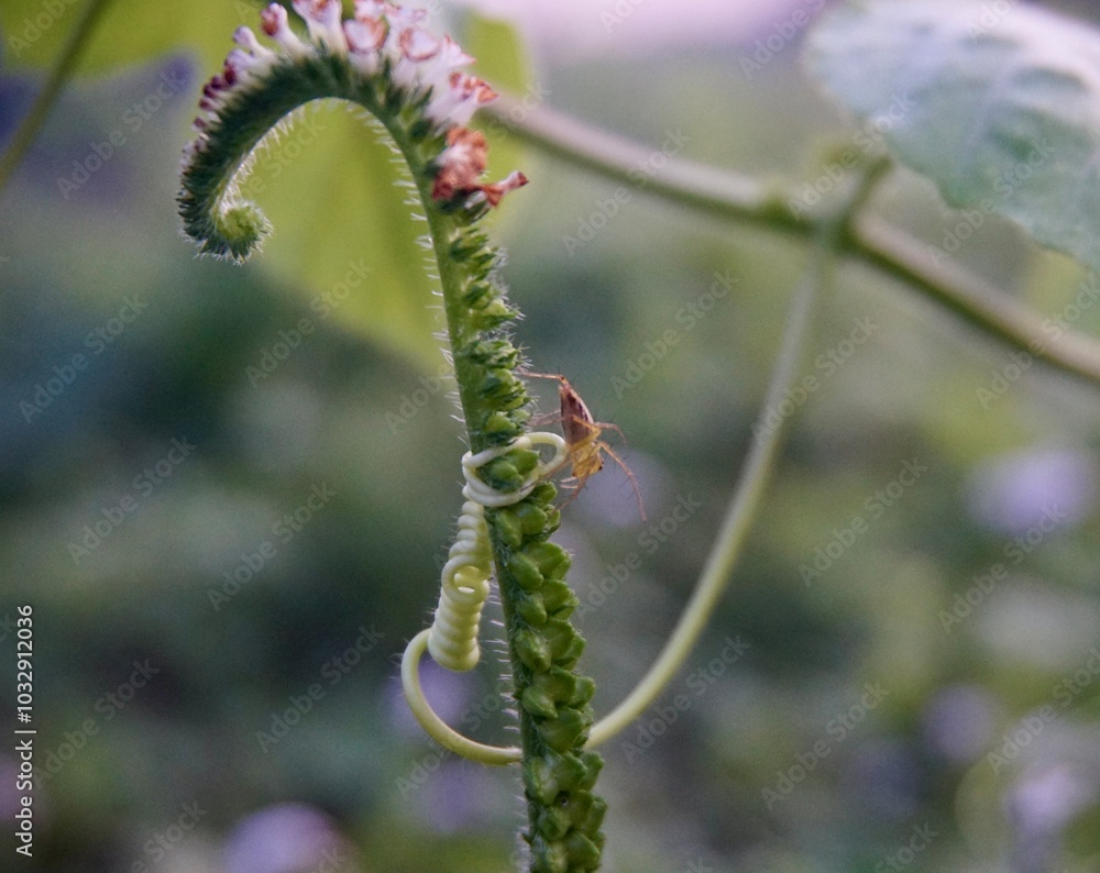 Fototapeta premium photo of wild horsewhip plant with purple flowers