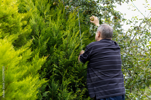 Man on ladder uses steel pole to hook high tree branches to pick ripe Egremont Russet dessert apple from garden tree photo