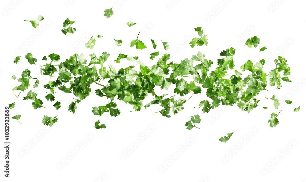 Bunch of coriander leaves on transparent background
Bunch of coriander leaves on transparent background
