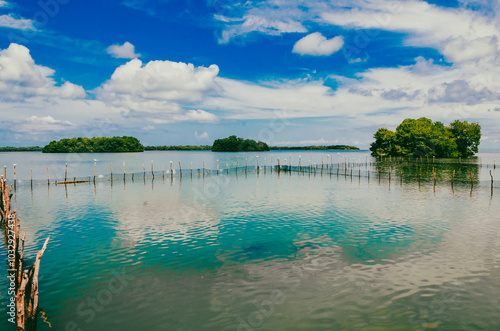 Beautiful mangroves with blue sky in Cispata Bay. San antero, Colombia.  photo