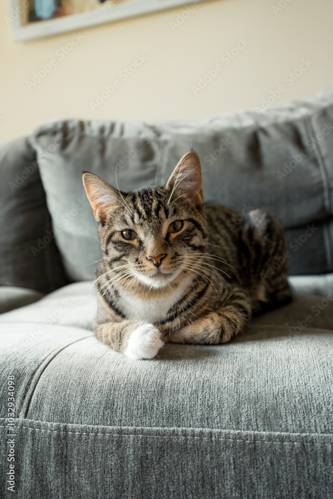 Charming Tabby Cat Relaxing on Cozy Gray Sofa with Curious Expression Charming Tabby Cat Relaxing on Cozy Gray Sofa with Curious Expression