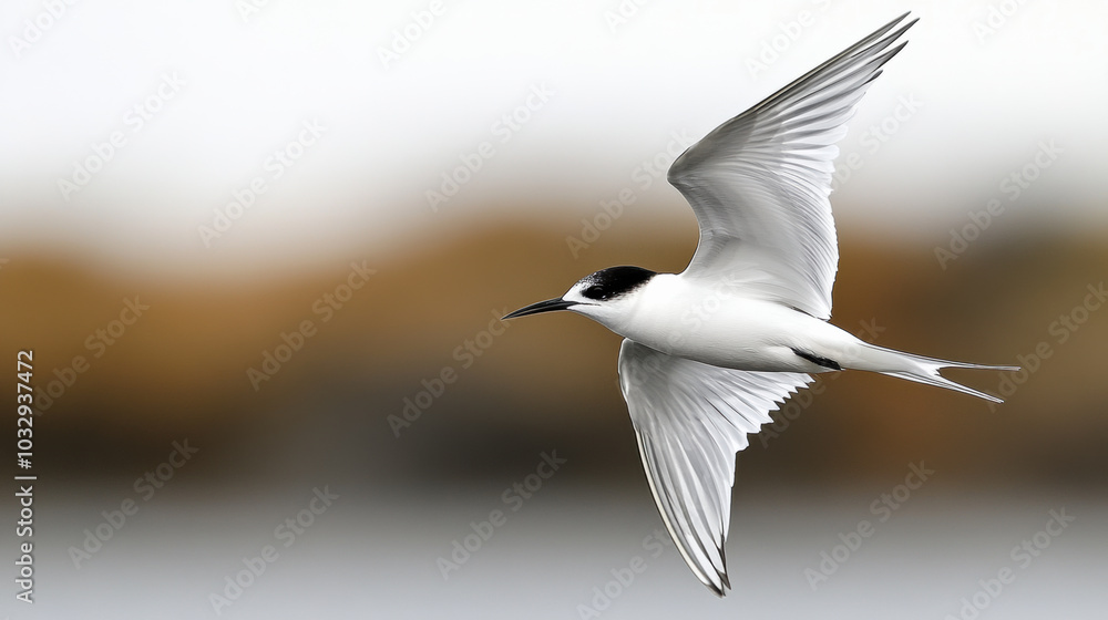Obraz premium Soaring Arctic terns glide gracefully across serene polar sky
