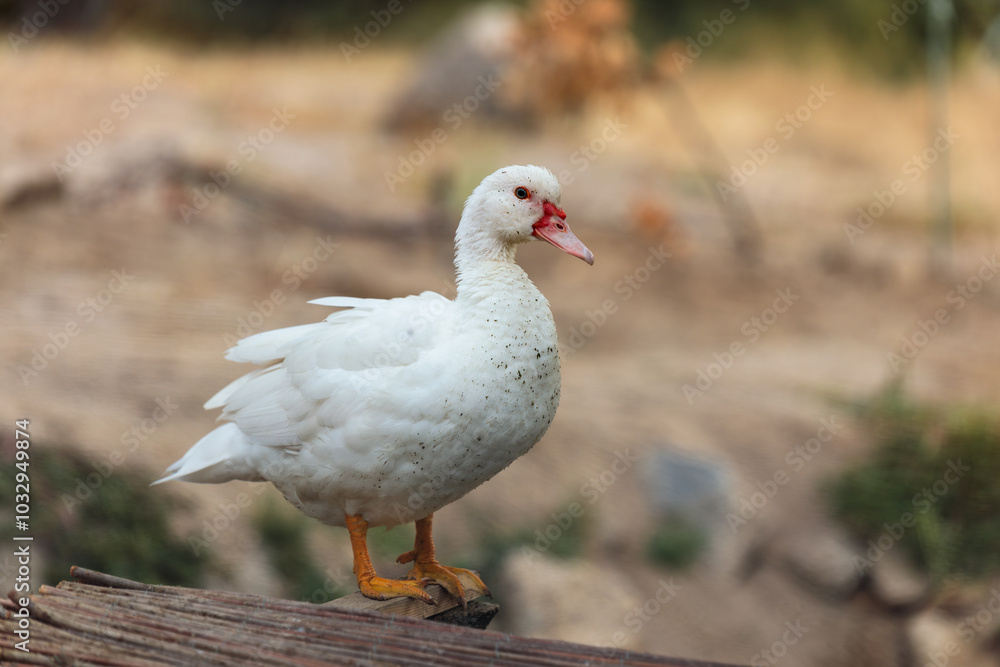 White Duck with Beautiful Bokeh Background White Duck with Beautiful Bokeh Background