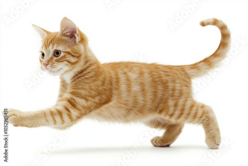 Wallpaper Mural Orange Tabby Cat in Sunshine Torontodigital.ca