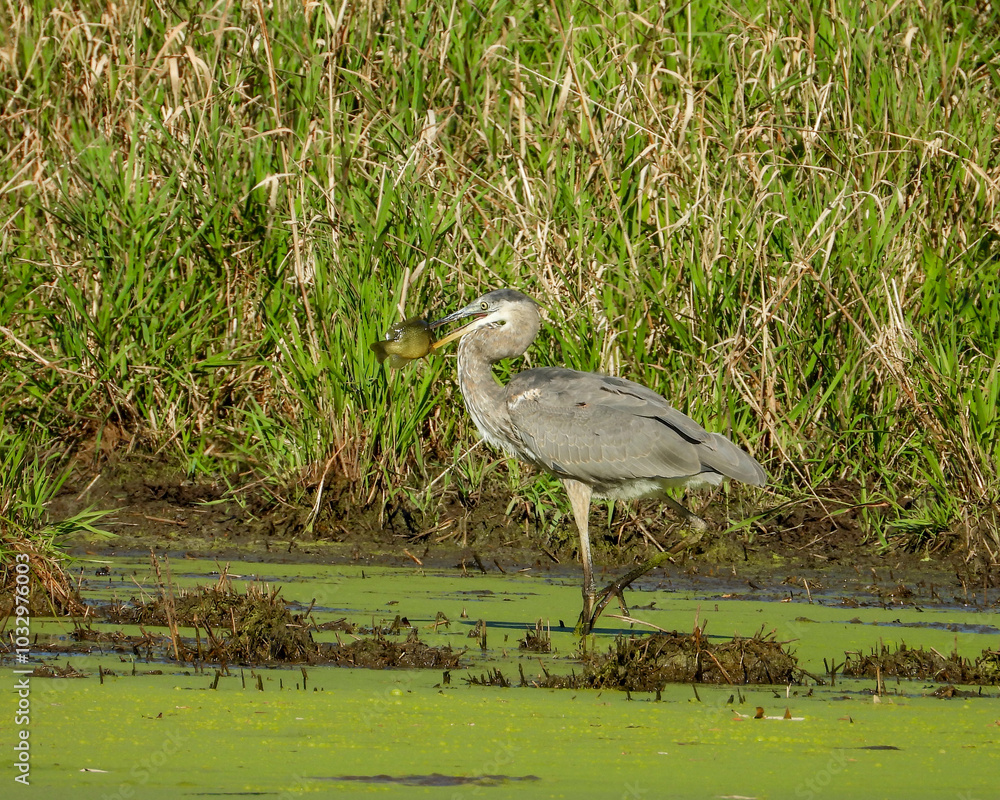 Fototapeta premium Great Blue Heron (Ardea herodias) North American Wading Bird