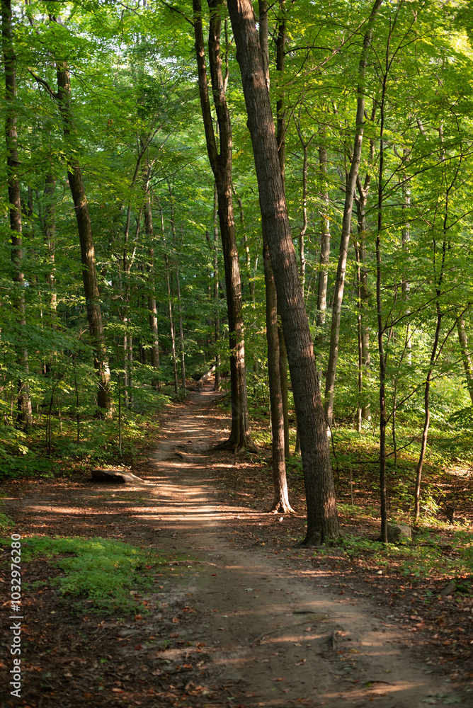 Obraz premium path in the forest