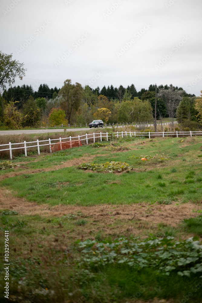 Fototapeta premium old farm road