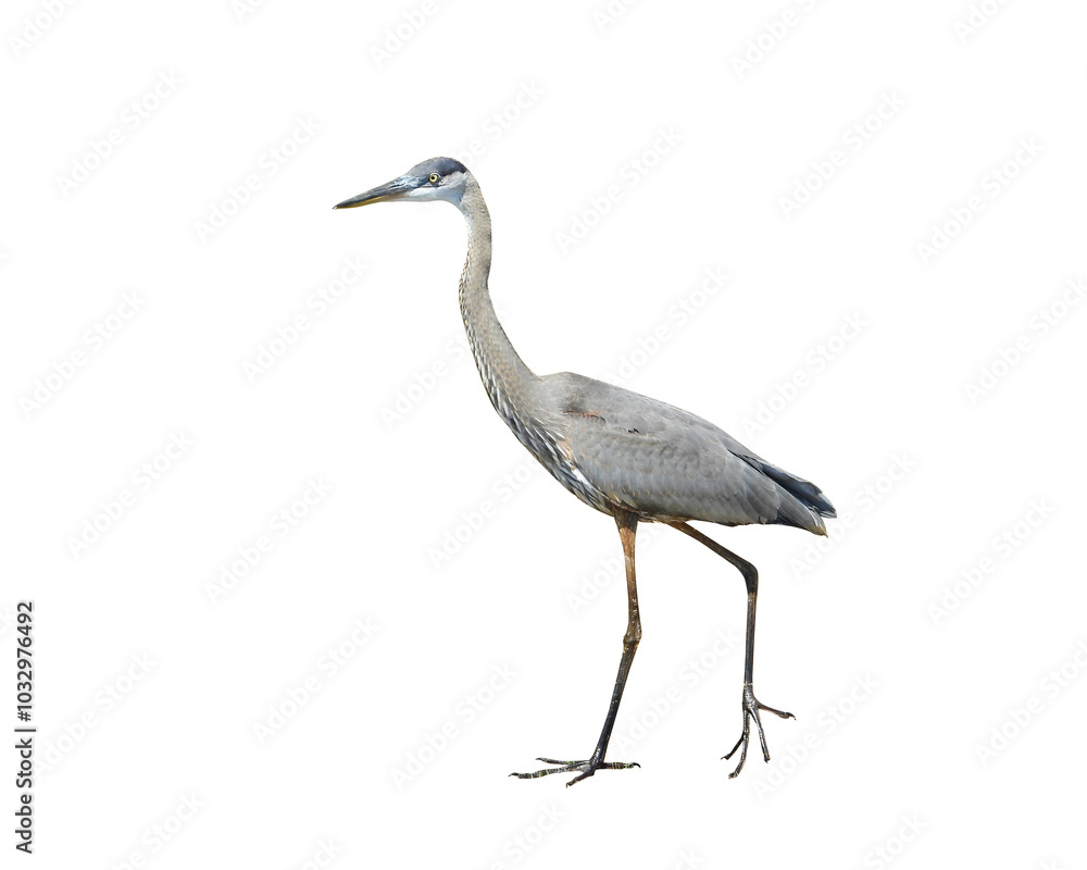 Fototapeta premium Great Blue Heron (Ardea herodias) North American Wading Bird Isolated on White Background
