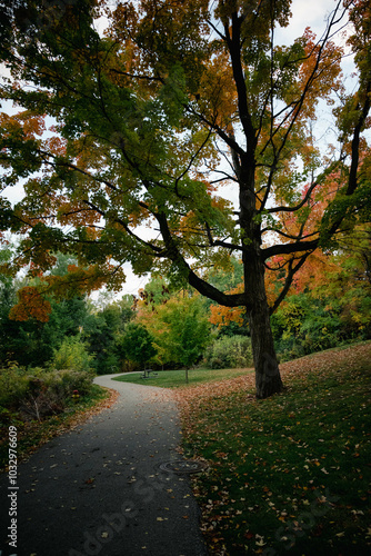 autumn in the park