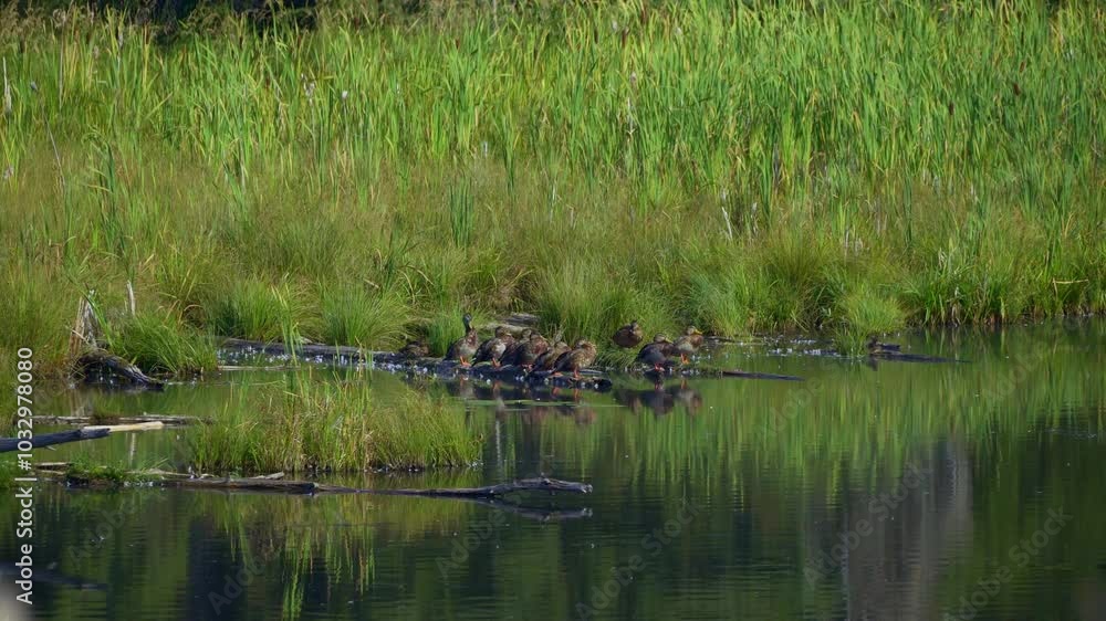 Fast Motion of Aquatic Birds in Elk Island National Park, Canada, on an Autumn Morning Fast Motion of Aquatic Birds in Elk Island National Park, Canada, on an Autumn Morning