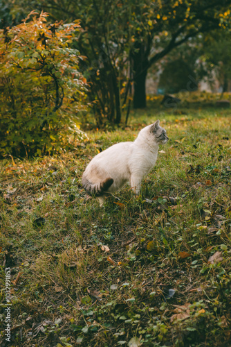 White cat sitting on green grass in a garden surrounded by autumn foliage. 