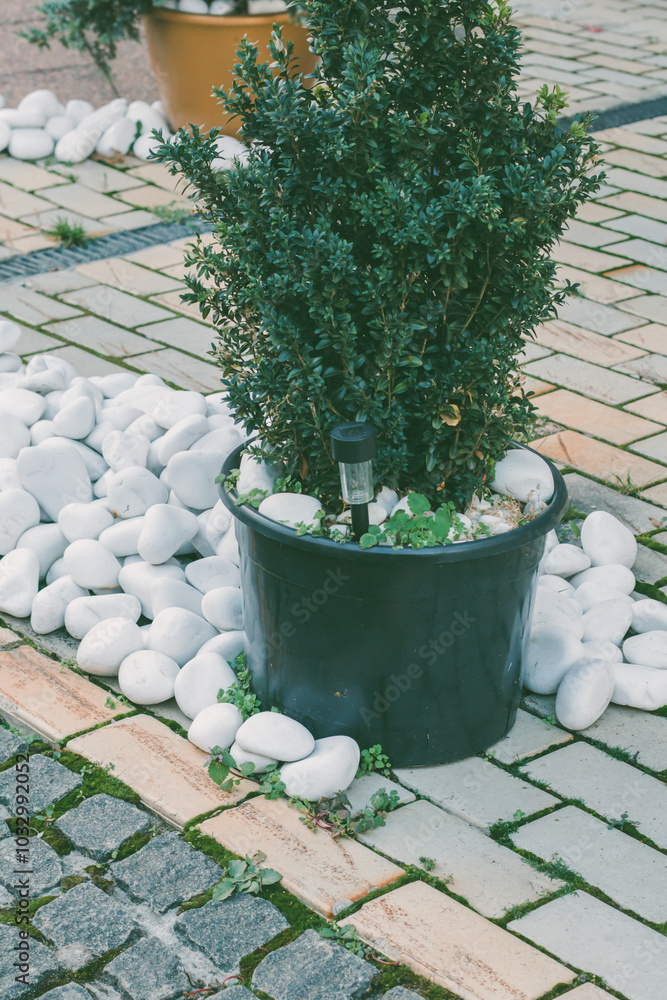 Potted shrub with dense green leaves, surrounded by white pebbles and stone tiles, in an outdoor garden setting.
Potted shrub with dense green leaves, surrounded by white pebbles and stone tiles, in an outdoor garden setting.