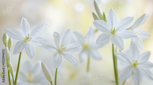 White star-shaped flowers with soft focus, serene nature. Botanical and tranquility concept