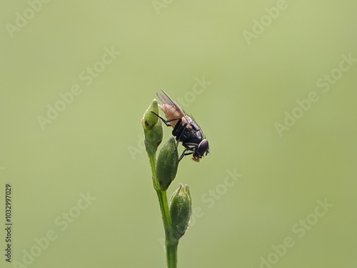 house fly on plant stem with blur background photo