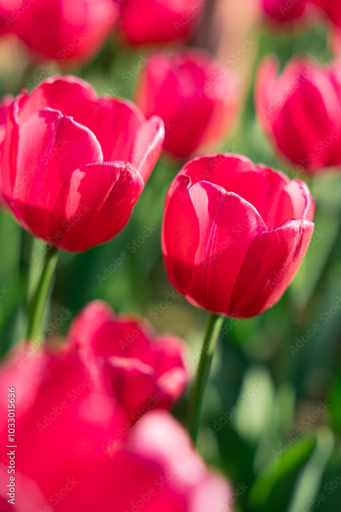 pink tulips in the garden pink tulips in the garden