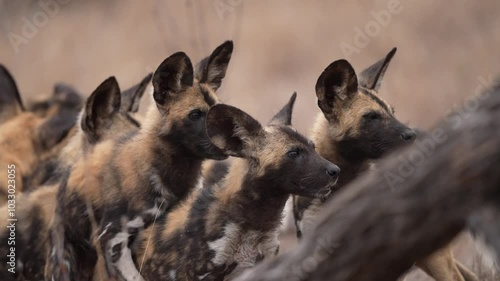 African wild dog (Lycaon pictus), also known as the painted dog or Cape hunting dog, is a wild canine native to sub-Saharan Africa, and considered an endangered species. Group of four month old pups