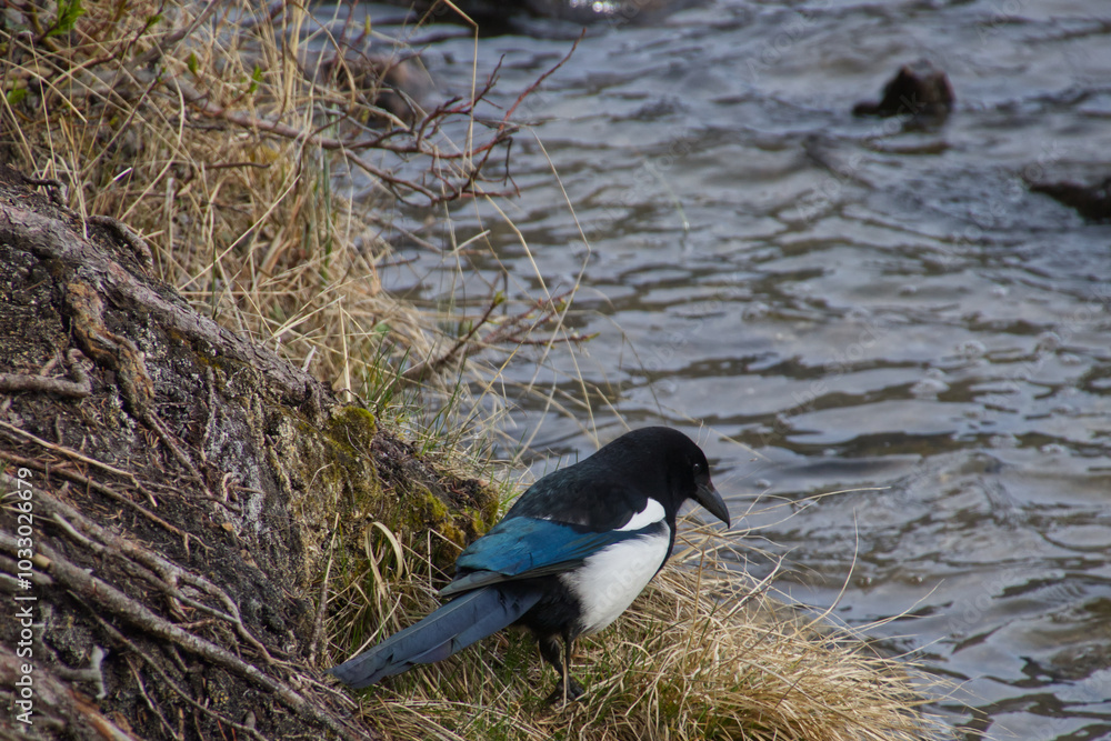 A Black-billed Magpie near Water A Black-billed Magpie near Water