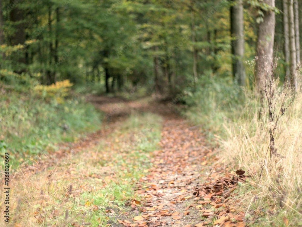 a beautiful autumn a beautiful autumn