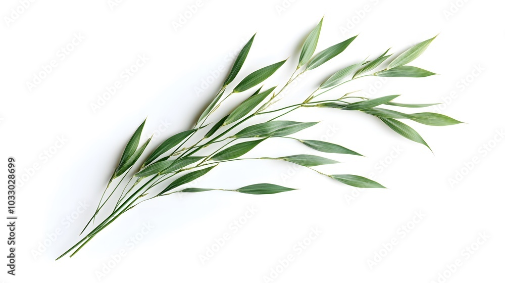 Obraz premium Oat plant isolated on white without shadow clipping path. 