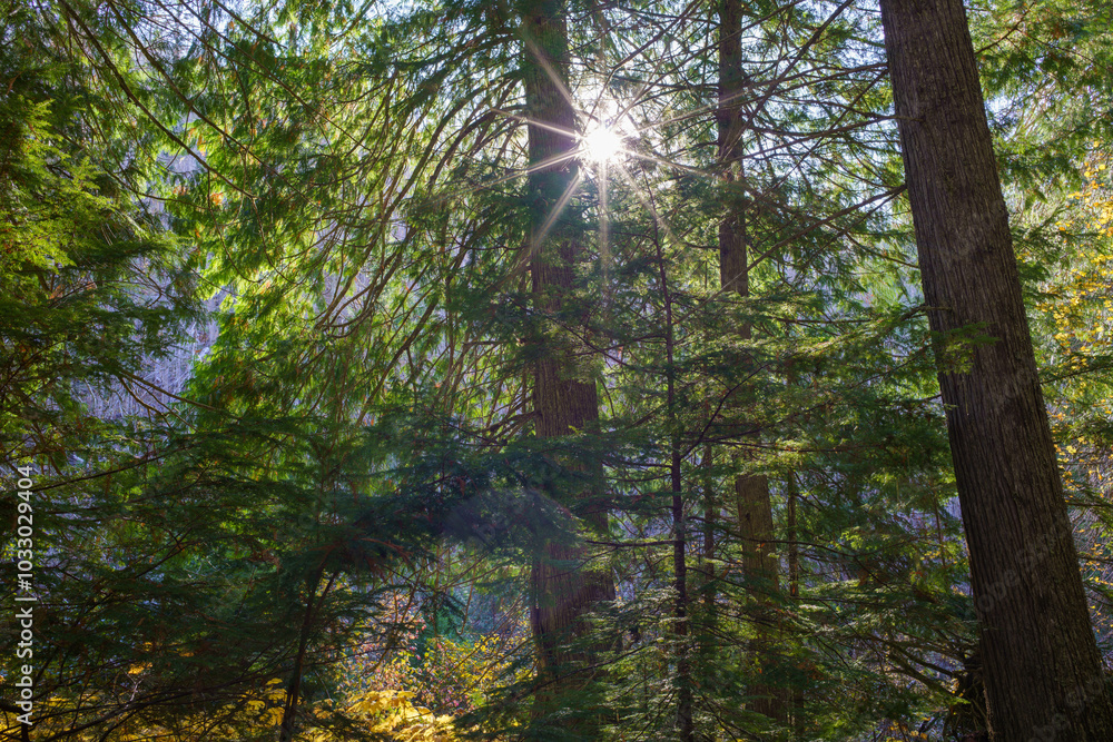 Obraz premium Settler's Grove of Ancient Cedars