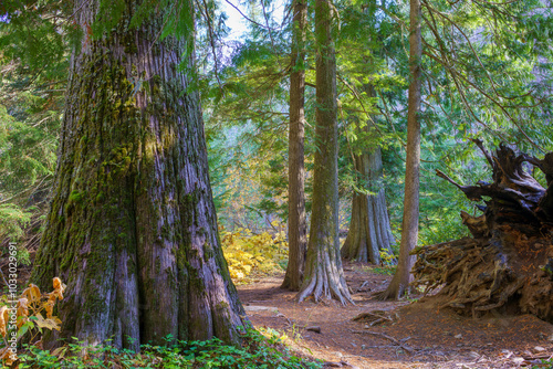 Settler's Grove of Ancient Cedars